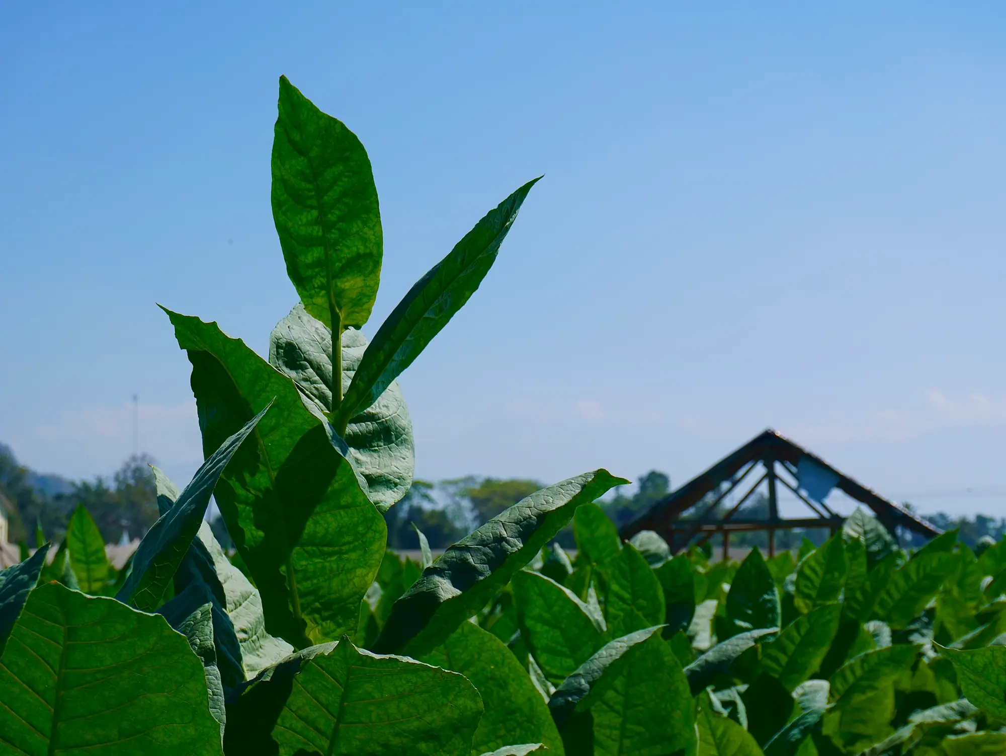Shade-grown leaf, Jember